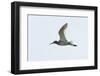 Germany, the North Sea, red thigh (Tringa dead anus) in the flight.-Roland T. Frank-Framed Photographic Print