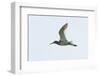 Germany, the North Sea, red thigh (Tringa dead anus) in the flight.-Roland T. Frank-Framed Photographic Print