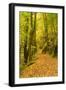 Germany, Thuringia, Footpath in the Schwarzatal Between Bad Blankenburg and Schwarzburg in Autumn-Andreas Vitting-Framed Photographic Print