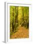 Germany, Thuringia, Footpath in the Schwarzatal Between Bad Blankenburg and Schwarzburg in Autumn-Andreas Vitting-Framed Photographic Print