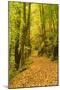 Germany, Thuringia, Footpath in the Schwarzatal Between Bad Blankenburg and Schwarzburg in Autumn-Andreas Vitting-Mounted Photographic Print