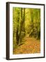 Germany, Thuringia, Footpath in the Schwarzatal Between Bad Blankenburg and Schwarzburg in Autumn-Andreas Vitting-Framed Photographic Print