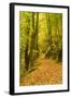 Germany, Thuringia, Footpath in the Schwarzatal Between Bad Blankenburg and Schwarzburg in Autumn-Andreas Vitting-Framed Photographic Print