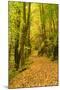 Germany, Thuringia, Footpath in the Schwarzatal Between Bad Blankenburg and Schwarzburg in Autumn-Andreas Vitting-Mounted Photographic Print