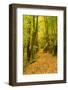 Germany, Thuringia, Footpath in the Schwarzatal Between Bad Blankenburg and Schwarzburg in Autumn-Andreas Vitting-Framed Photographic Print