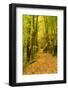 Germany, Thuringia, Footpath in the Schwarzatal Between Bad Blankenburg and Schwarzburg in Autumn-Andreas Vitting-Framed Photographic Print