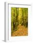 Germany, Thuringia, Footpath in the Schwarzatal Between Bad Blankenburg and Schwarzburg in Autumn-Andreas Vitting-Framed Photographic Print