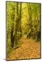 Germany, Thuringia, Footpath in the Schwarzatal Between Bad Blankenburg and Schwarzburg in Autumn-Andreas Vitting-Mounted Photographic Print