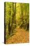 Germany, Thuringia, Footpath in the Schwarzatal Between Bad Blankenburg and Schwarzburg in Autumn-Andreas Vitting-Stretched Canvas
