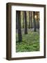 Germany, Thuringia, Hainich National Park, Bloom of the Hollowroot-Birthwort in Buchenwald, Spring-K. Schlierbach-Framed Photographic Print