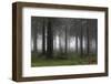 Germany, Thuringia, Rennsteig, Forest, Trees, Fog-Harald Schšn-Framed Photographic Print