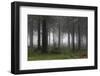 Germany, Thuringia, Rennsteig, Forest, Trees, Fog-Harald Schšn-Framed Photographic Print