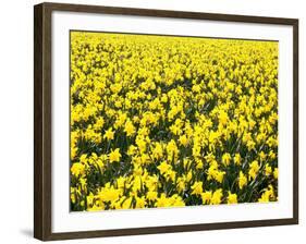 Germany, Upper Bavaria, Reservoir, 'Sylvensteinstausee', Bridge, Autumn-Thonig-Framed Photographic Print