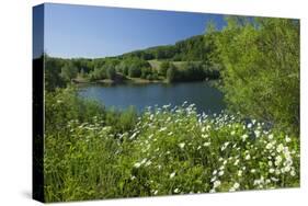 Germany, Weser Hills, Lower Saxony, Heinsen, Lake, Bath Bay, Shore, Marguerites-Chris Seba-Stretched Canvas