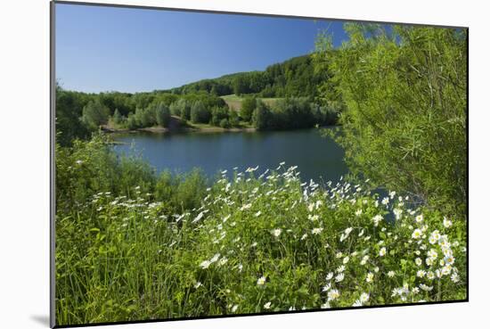 Germany, Weser Hills, Lower Saxony, Heinsen, Lake, Bath Bay, Shore, Marguerites-Chris Seba-Mounted Photographic Print