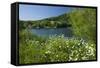 Germany, Weser Hills, Lower Saxony, Heinsen, Lake, Bath Bay, Shore, Marguerites-Chris Seba-Framed Stretched Canvas