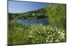 Germany, Weser Hills, Lower Saxony, Heinsen, Lake, Bath Bay, Shore, Marguerites-Chris Seba-Mounted Photographic Print