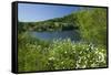 Germany, Weser Hills, Lower Saxony, Heinsen, Lake, Bath Bay, Shore, Marguerites-Chris Seba-Framed Stretched Canvas