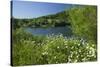 Germany, Weser Hills, Lower Saxony, Heinsen, Lake, Bath Bay, Shore, Marguerites-Chris Seba-Stretched Canvas