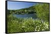 Germany, Weser Hills, Lower Saxony, Heinsen, Lake, Bath Bay, Shore, Marguerites-Chris Seba-Framed Stretched Canvas