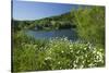 Germany, Weser Hills, Lower Saxony, Heinsen, Lake, Bath Bay, Shore, Marguerites-Chris Seba-Stretched Canvas