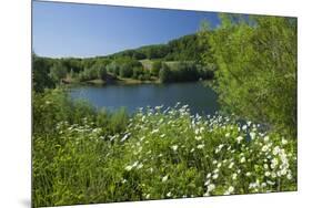 Germany, Weser Hills, Lower Saxony, Heinsen, Lake, Bath Bay, Shore, Marguerites-Chris Seba-Mounted Premium Photographic Print