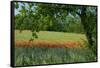 Germany, Weser Hills, Lower Saxony, Polle, Corn Poppy Field, Tree-Chris Seba-Framed Stretched Canvas