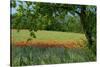 Germany, Weser Hills, Lower Saxony, Polle, Corn Poppy Field, Tree-Chris Seba-Stretched Canvas