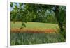 Germany, Weser Hills, Lower Saxony, Polle, Corn Poppy Field, Tree-Chris Seba-Framed Premium Photographic Print