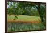 Germany, Weser Hills, Lower Saxony, Polle, Corn Poppy Field, Tree-Chris Seba-Framed Premium Photographic Print