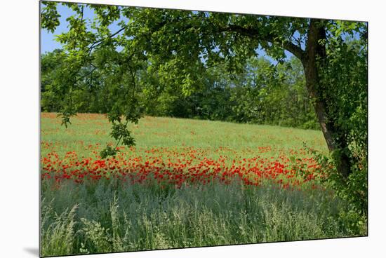 Germany, Weser Hills, Lower Saxony, Polle, Corn Poppy Field, Tree-Chris Seba-Mounted Premium Photographic Print