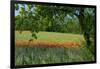 Germany, Weser Hills, Lower Saxony, Polle, Corn Poppy Field, Tree-Chris Seba-Framed Premium Photographic Print