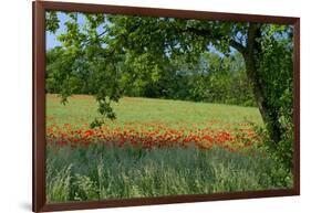 Germany, Weser Hills, Lower Saxony, Polle, Corn Poppy Field, Tree-Chris Seba-Framed Photographic Print