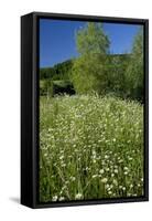 Germany, Weser Hills, Nature, Flower Meadow, Marguerites-Chris Seba-Framed Stretched Canvas