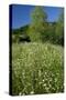 Germany, Weser Hills, Nature, Flower Meadow, Marguerites-Chris Seba-Stretched Canvas