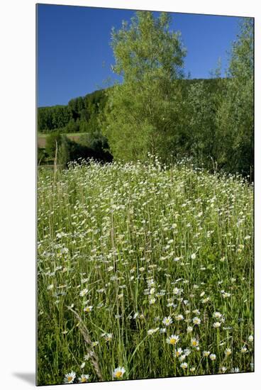 Germany, Weser Hills, Nature, Flower Meadow, Marguerites-Chris Seba-Mounted Premium Photographic Print