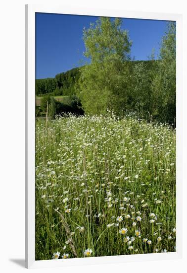 Germany, Weser Hills, Nature, Flower Meadow, Marguerites-Chris Seba-Framed Photographic Print