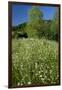 Germany, Weser Hills, Nature, Flower Meadow, Marguerites-Chris Seba-Framed Photographic Print