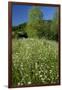 Germany, Weser Hills, Nature, Flower Meadow, Marguerites-Chris Seba-Framed Photographic Print