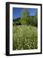 Germany, Weser Hills, Nature, Flower Meadow, Marguerites-Chris Seba-Framed Photographic Print