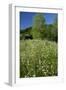 Germany, Weser Hills, Nature, Flower Meadow, Marguerites-Chris Seba-Framed Photographic Print