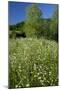 Germany, Weser Hills, Nature, Flower Meadow, Marguerites-Chris Seba-Mounted Photographic Print