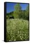 Germany, Weser Hills, Nature, Flower Meadow, Marguerites-Chris Seba-Framed Stretched Canvas