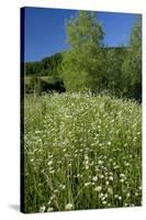 Germany, Weser Hills, Nature, Flower Meadow, Marguerites-Chris Seba-Stretched Canvas