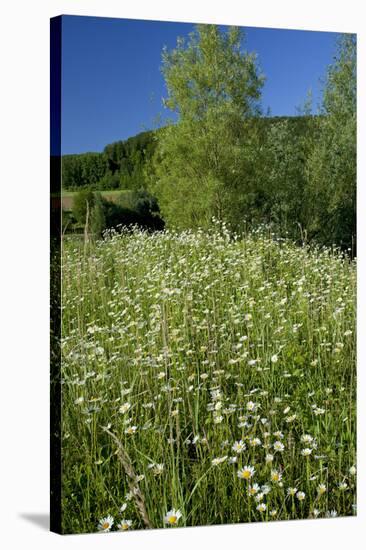 Germany, Weser Hills, Nature, Flower Meadow, Marguerites-Chris Seba-Stretched Canvas