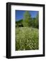 Germany, Weser Hills, Nature, Flower Meadow, Marguerites-Chris Seba-Framed Photographic Print