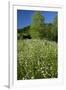 Germany, Weser Hills, Nature, Flower Meadow, Marguerites-Chris Seba-Framed Photographic Print