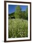 Germany, Weser Hills, Nature, Flower Meadow, Marguerites-Chris Seba-Framed Photographic Print