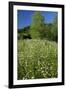 Germany, Weser Hills, Nature, Flower Meadow, Marguerites-Chris Seba-Framed Photographic Print