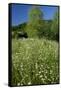 Germany, Weser Hills, Nature, Flower Meadow, Marguerites-Chris Seba-Framed Stretched Canvas